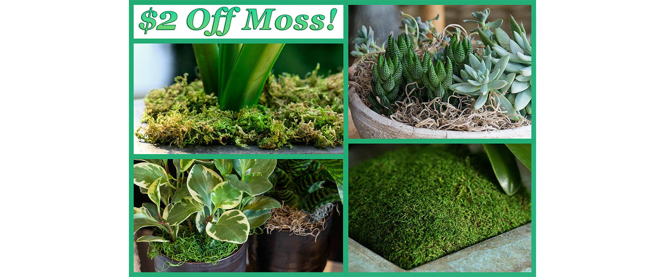 $2 Off Moss! (Online Orders Only)