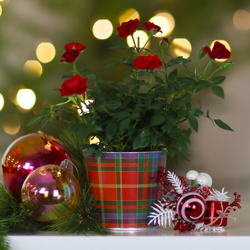 Christmas Metal Containers