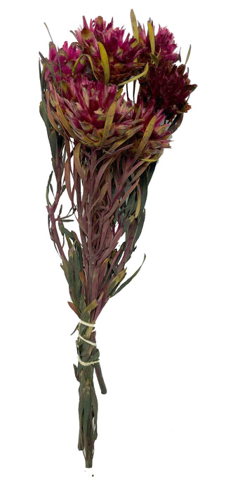 (K590) 05350-Merlot