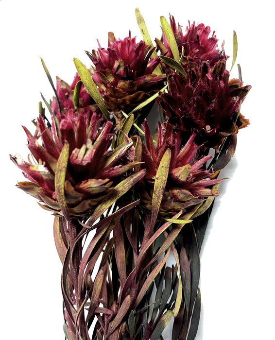 (K590) 05350-Merlot