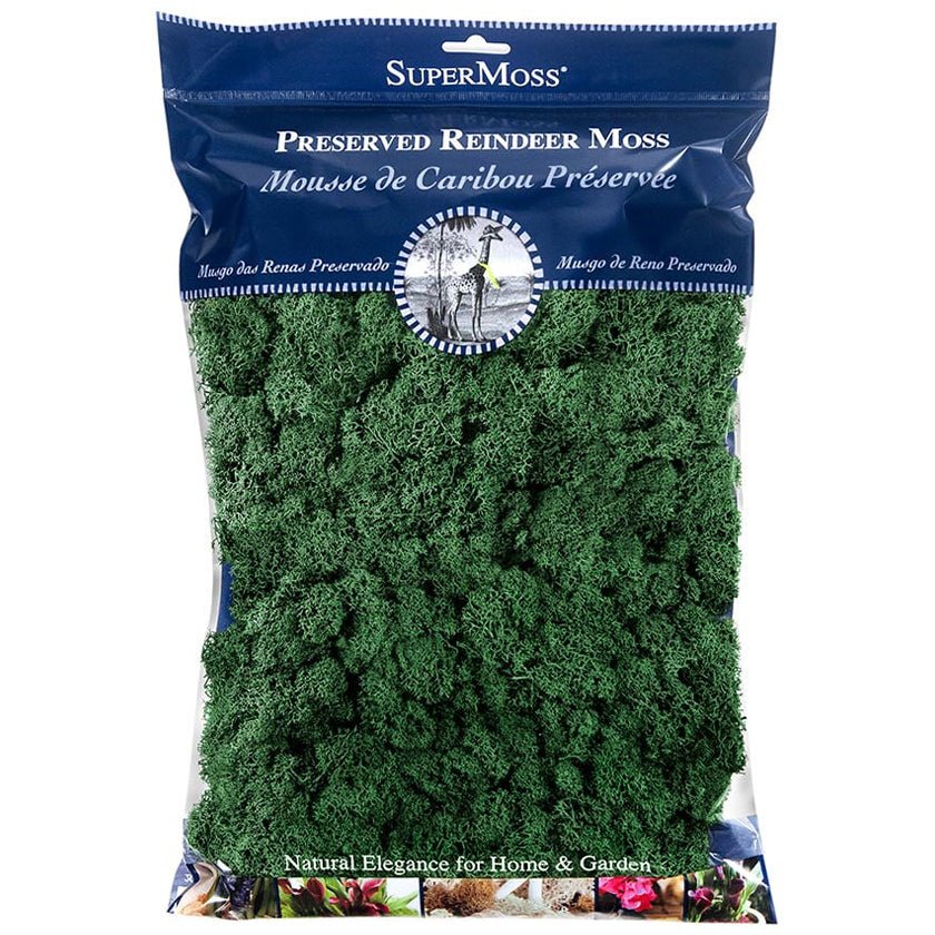 Reindeer Moss