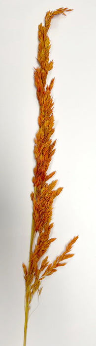 (K588) 08410-Autumntone