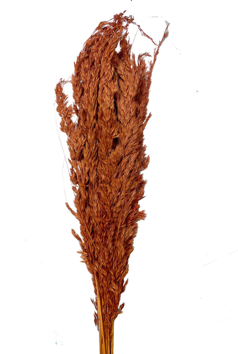 (K589) 08410-Burnt Oak